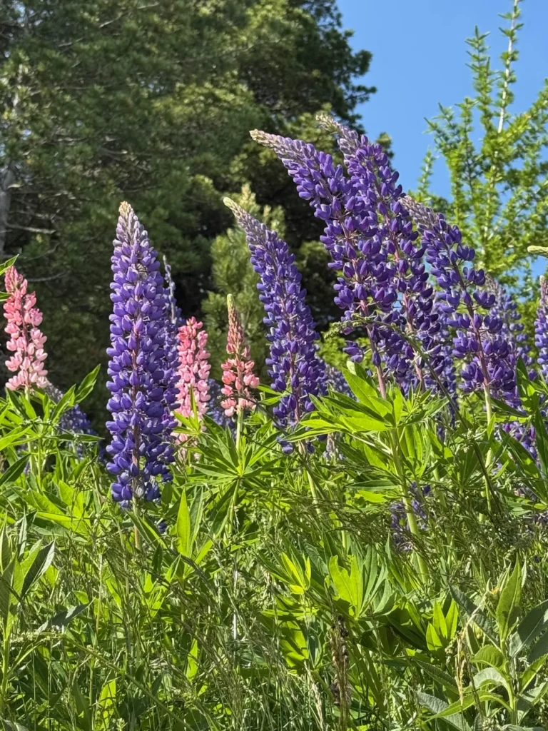 Blühende Lupinen als stimmiges Bild zur medizinischen Massage