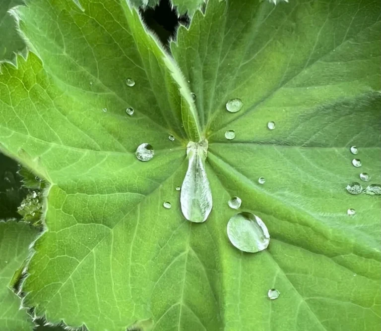 Grüne Blätter mit Wassertropfen als Bild zur Trauerbegleitung